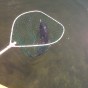 img00043 img00043